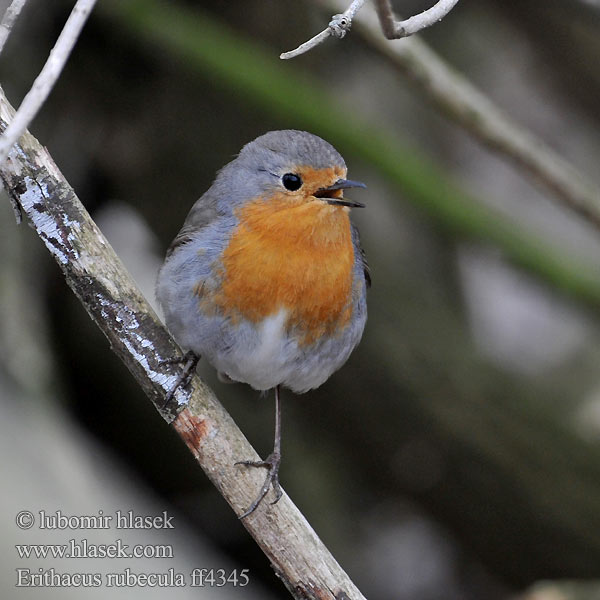 Erithacus rubecula ff4345