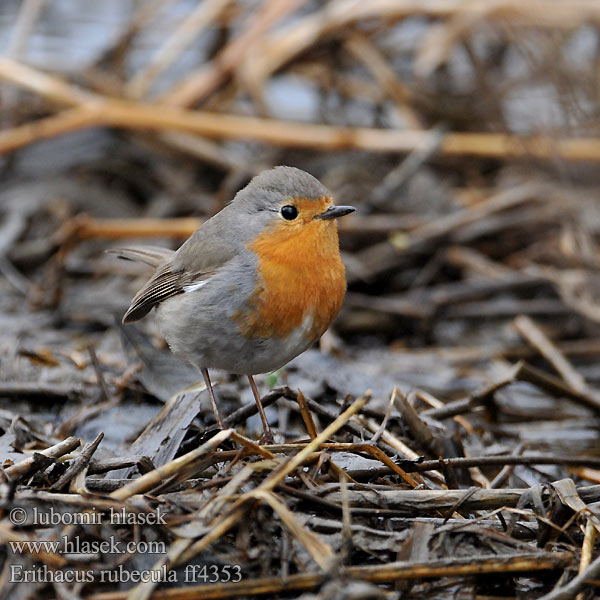 Erithacus rubecula ff4353