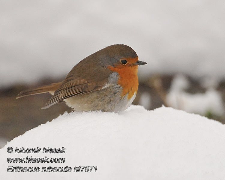 Rougegorge familier Erithacus rubecula