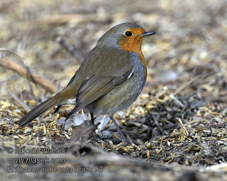 Petirrojo Erithacus rubecula