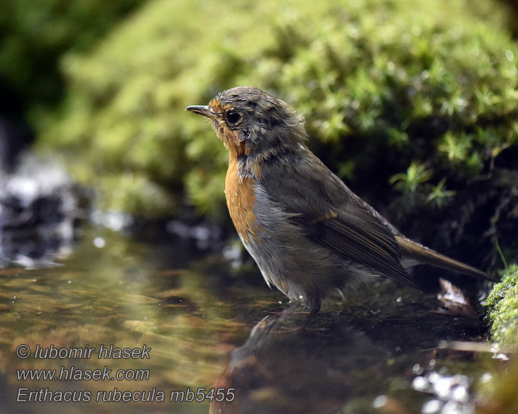 Červenka obecná Erithacus rubecula