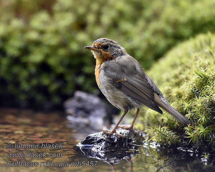 Rotkehlchen Erithacus rubecula