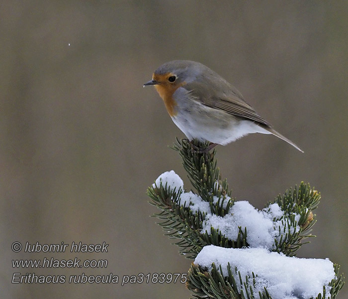 Малинівка Kızılgerdan אדום חזה Erithacus rubecula