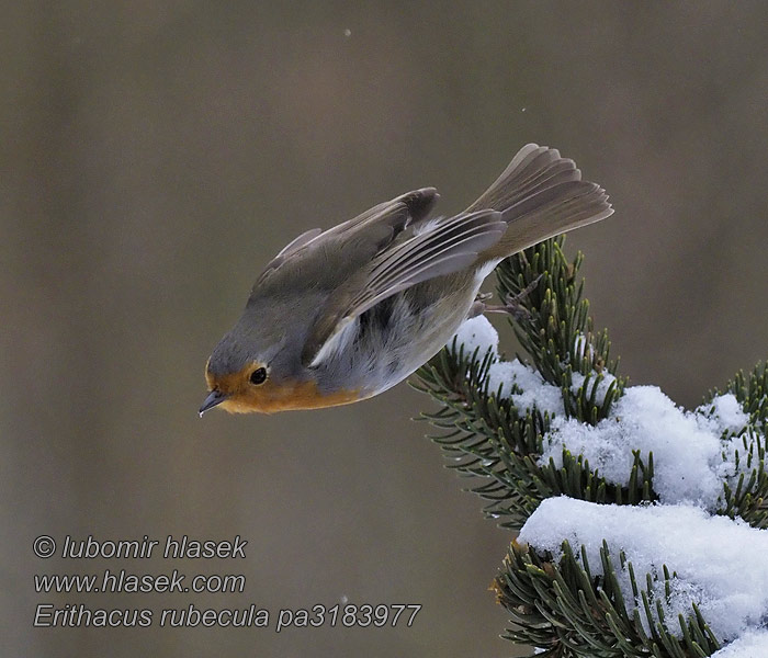 Κοκκινολαίμης Pisco-de-peito-ruivo Erithacus rubecula