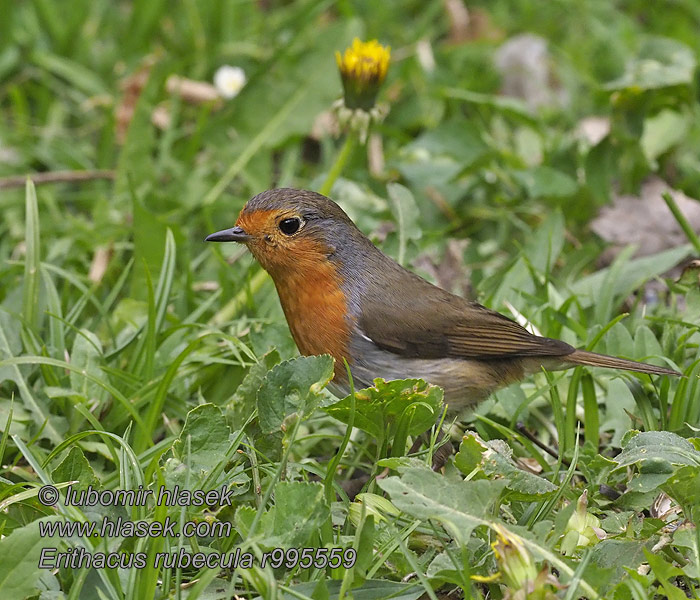 Зарянка ヨアロッパコマドリ أبو الحناء Erithacus rubecula