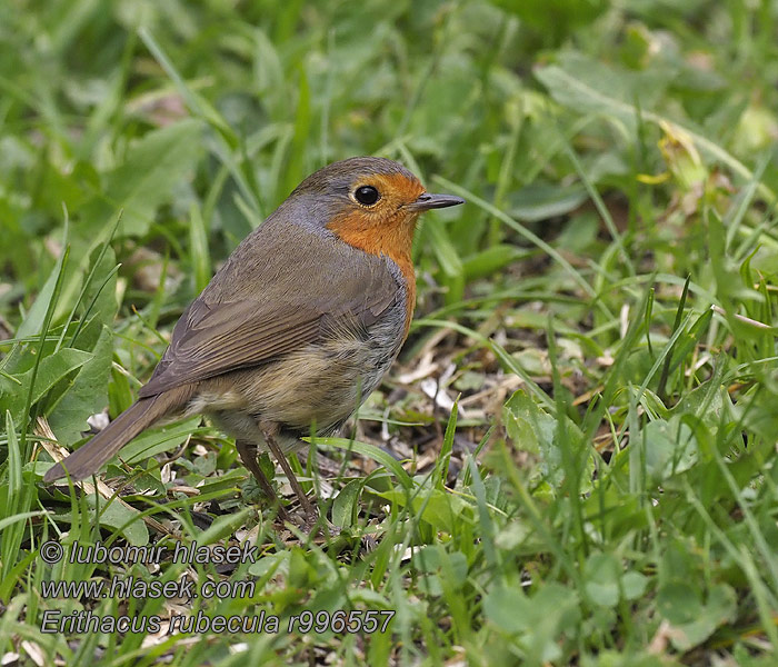 Pettirosso Rødstrupe Rödhake 欧亚鸲 Erithacus rubecula