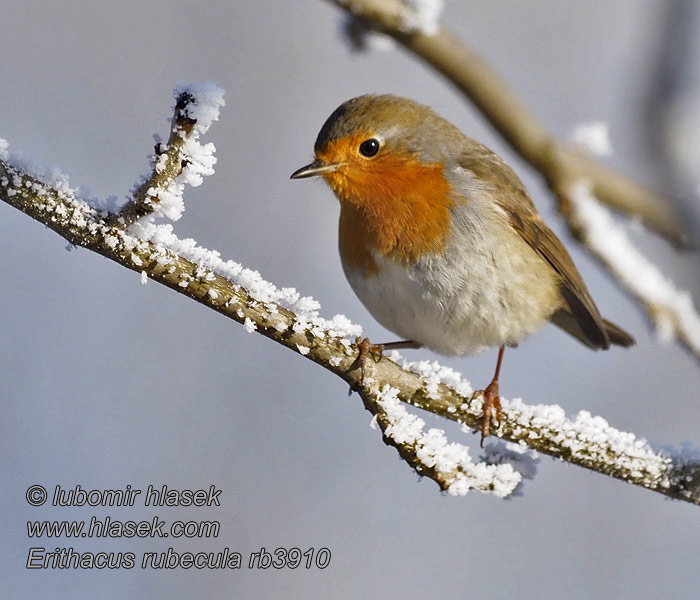 Erithacus rubecula