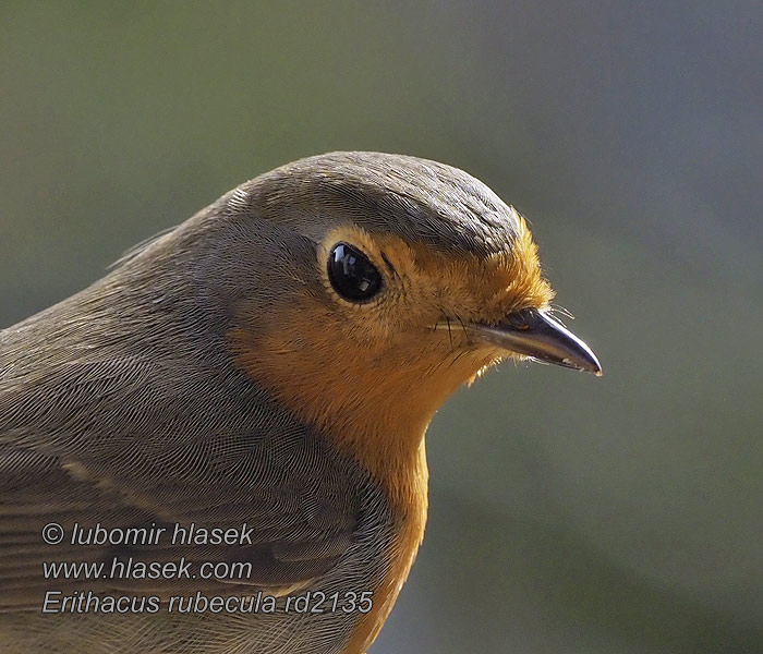 Červenka obecná Rødhals Roodborst Punarinta Erithacus rubecula