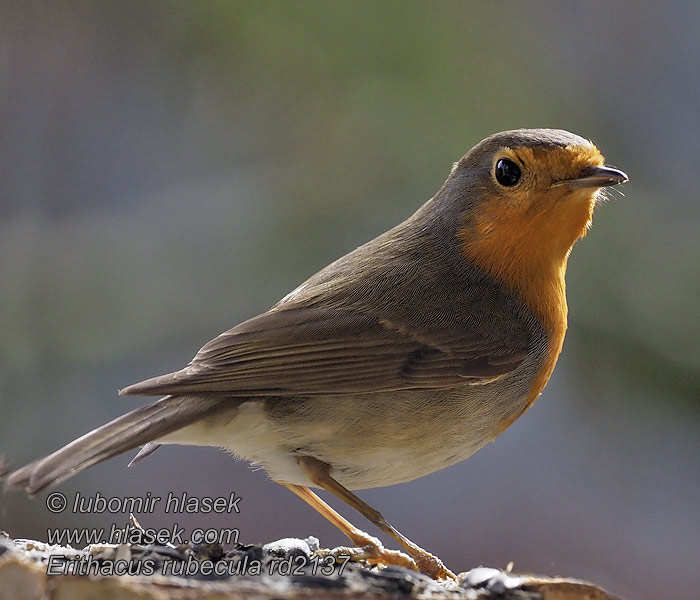 Robin Rotkehlchen Rougegorge familier Petirrojo Erithacus rubecula