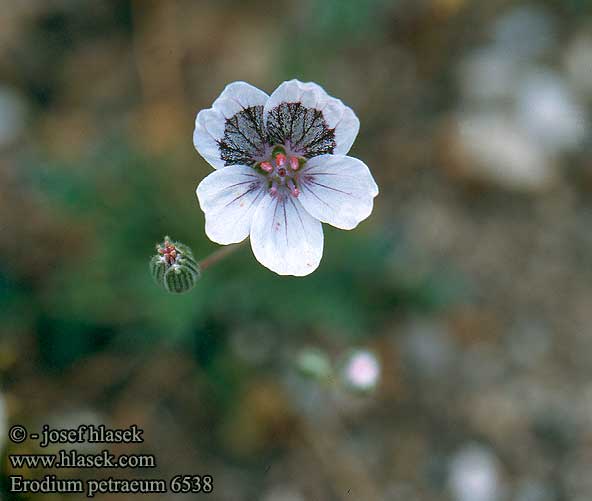 Erodium petraeum UK: Moltkia Petraea FR: Érodium des rochers DE: Felsen-Reiherschnabel