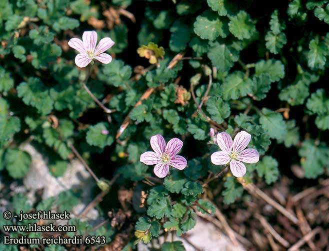 Erodium reichardii UK: Grow Cranesbill Storksbill Alpine geranium Heron's bill DE: Reiherschnabel PL: pumpava