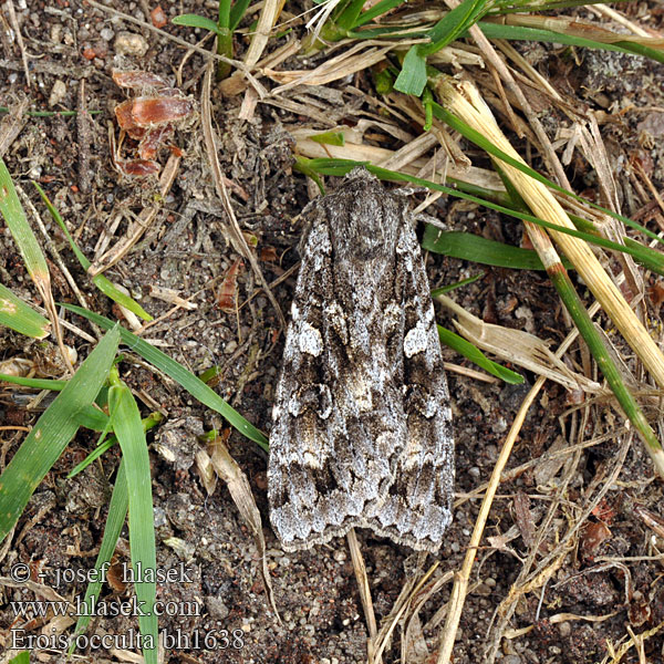 Great Brocade Blågrå jordugle Isomaayökkönen Grote bosbesuil Didysis dirvinukas Stort skogfly Mora veľká Stort skogsfly Nagy áfonya-földibagoly Совка серая большая オオシラホシヤガ Erois occulta Graue Heidelbeereule Osenice velká Occulte