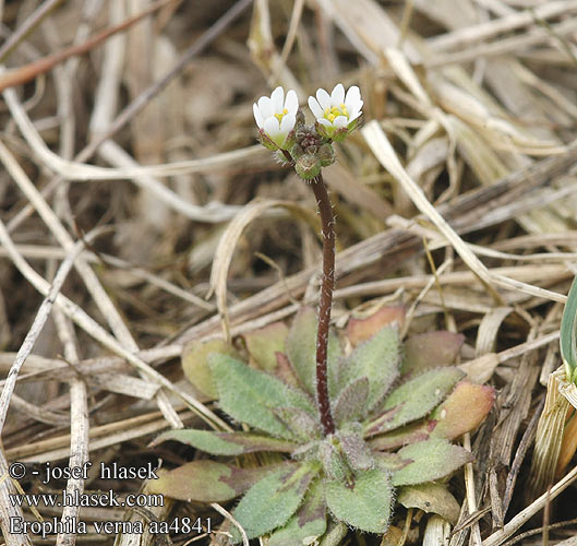 Erophila verna Draba Wiosnówka pospolita Jarmilka jarná