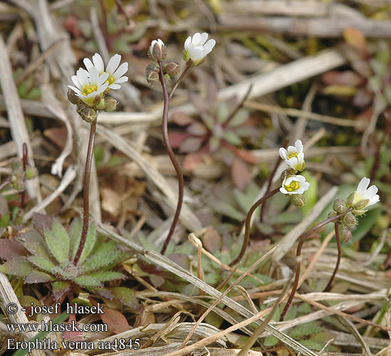 Erophila verna Draba Osívka jarní Nagelört