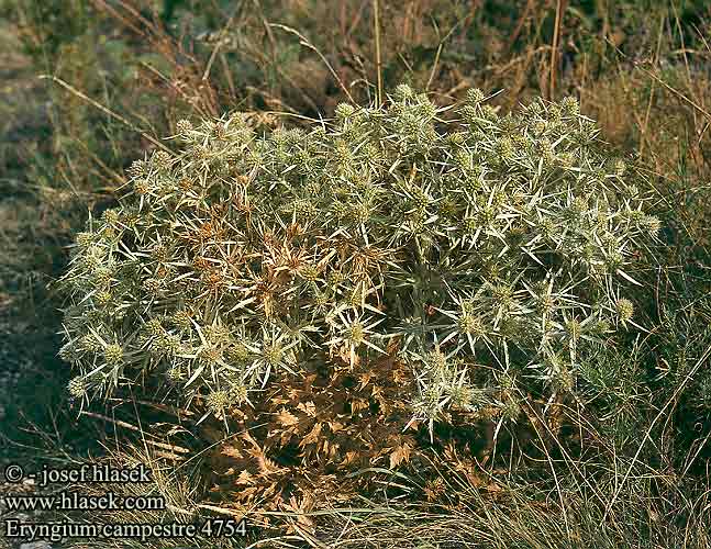 Eryngium campestre Field Common eringo Bjerg-Mandstro Panicaut champs