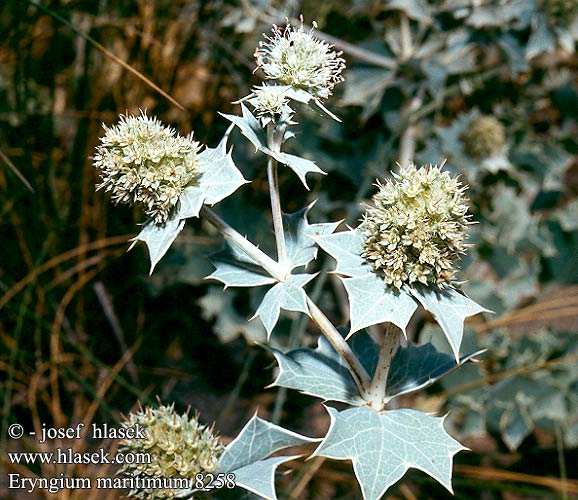 Eryngium maritimum Sea Holly Strand-Mandsstro Strandtistel Panicaut mer