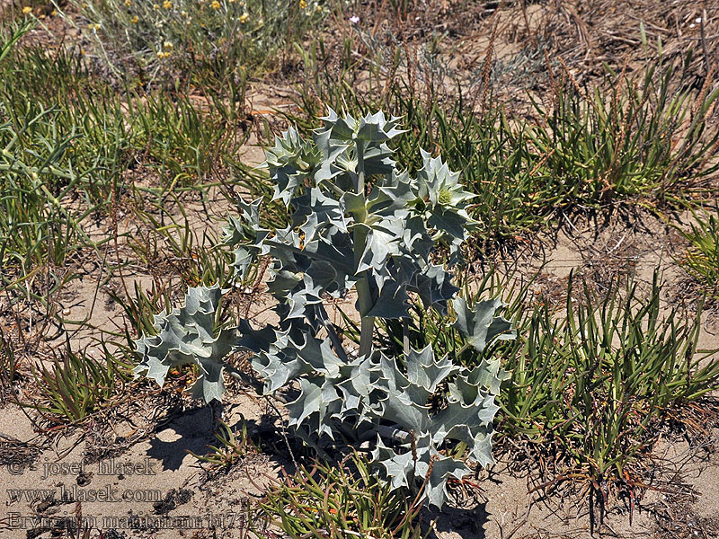 Синеголовник приморский Eryngium maritimum