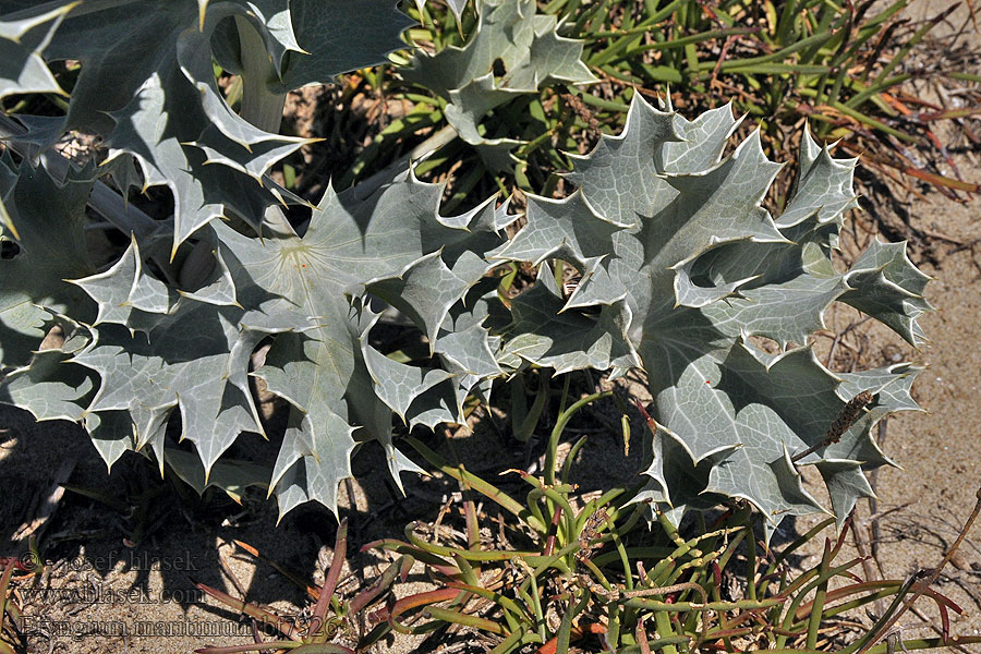 Mikołajek nadmorski Blauwe zeedistel Cardo marino Eryngium maritimum