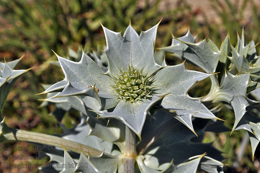 Máčka přímořská Stranddistel Sea holly Eryngium maritimum