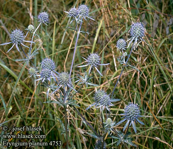 Eryngium planum Flat sea holly steel blue Eryngo Russisk Mandstro