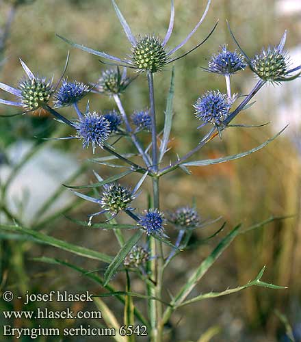 Eryngium serbicum