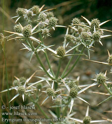 Eryngium tricuspidatum