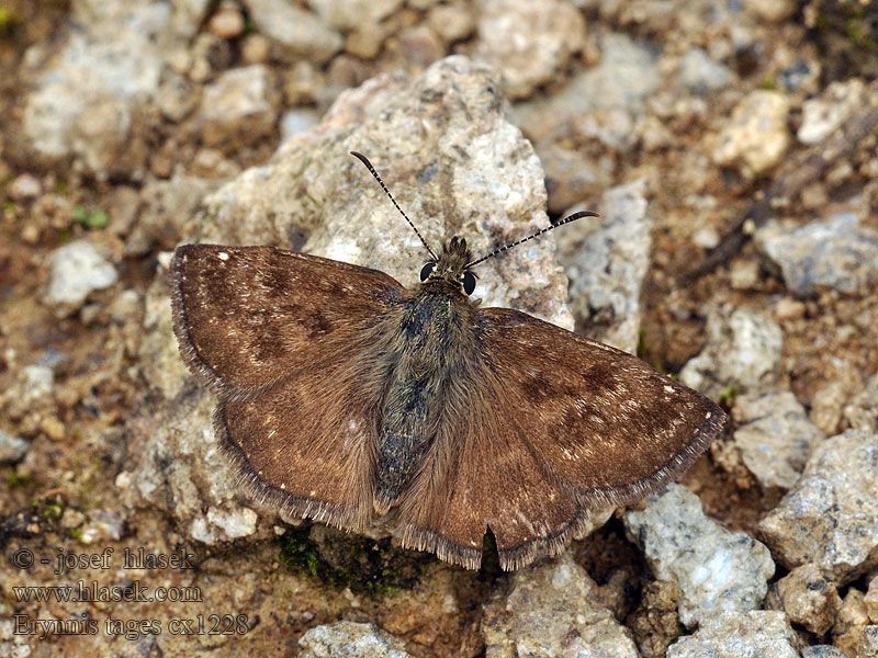 Erynnis tages Súmračník kotúčový Soumračník máčkový 学名：星列弄蝶