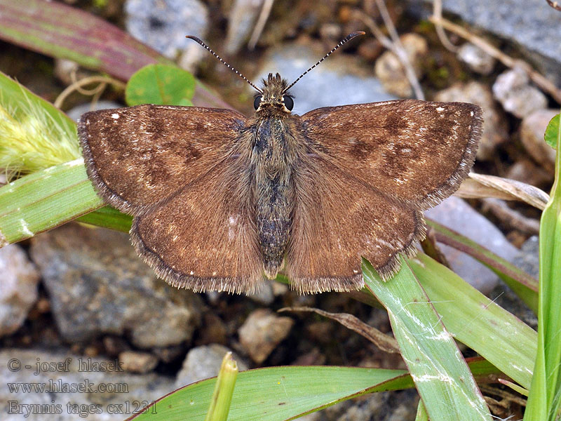 Erynnis tages Gråbåndet bredpande Bruin dikkopje Point Hongrie