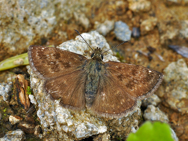 Erynnis tages Cigány-busalepke Dunkler Dickopffalter Powszelatek brunatek