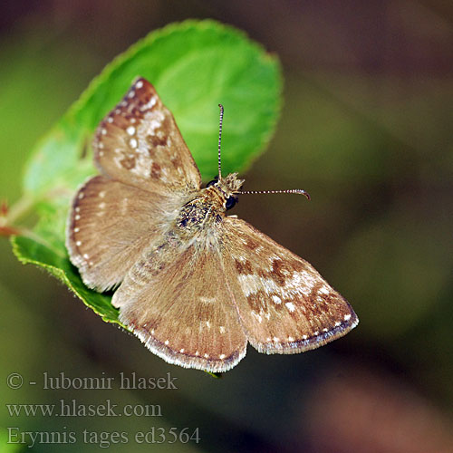 Erynnis tages Dingy skipper Grisette Cigány-busalepke Dunkler Dickopffalter