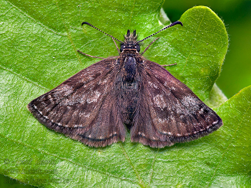 Erynnis tages Juodoji hesperija Paslı zıpzıp