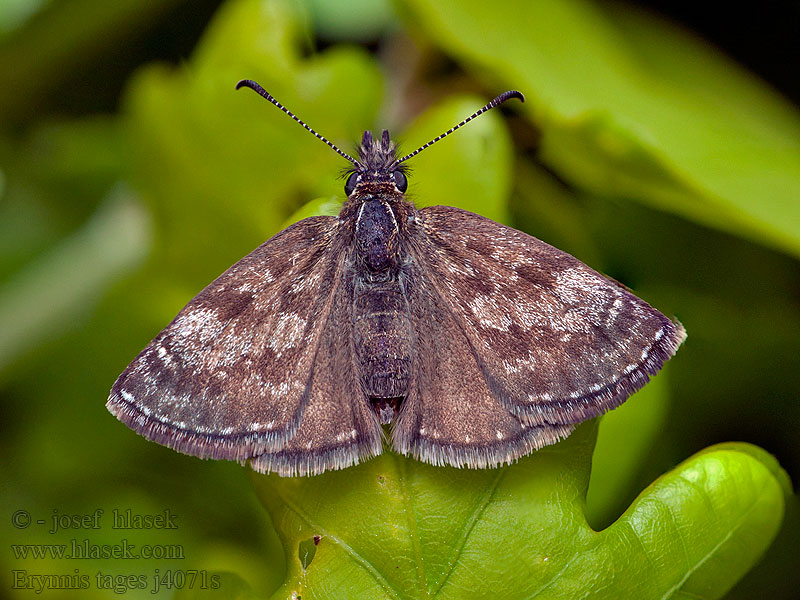 Dunkler Dickopffalter Powszelatek brunatek Erynnis tages