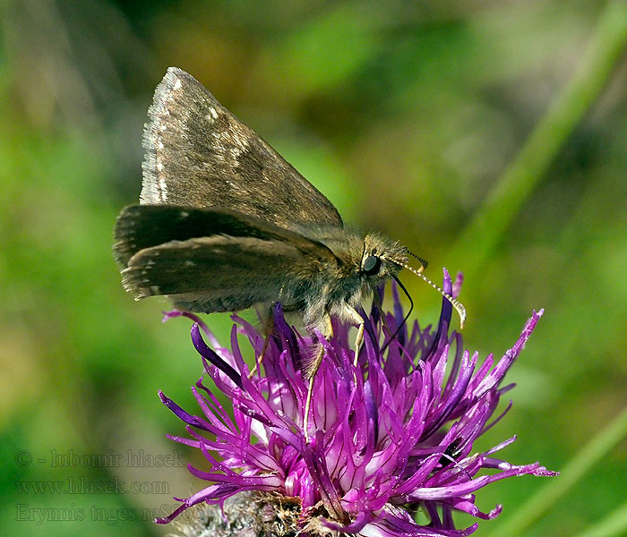 Dunkler Dickopffalter Powszelatek brunatek Erynnis tages