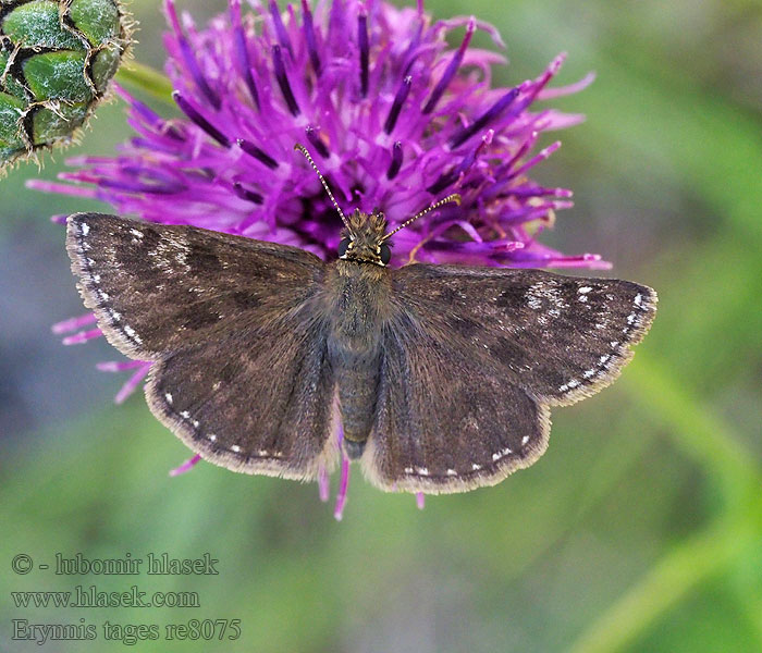 Dingy skipper Grisette Cigány-busalepke Erynnis tages