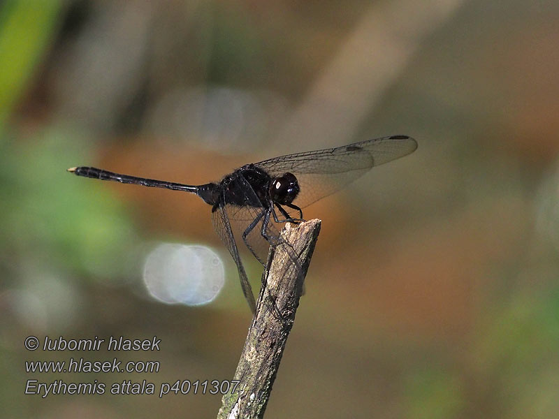 Erythemis attala Black pondhawk