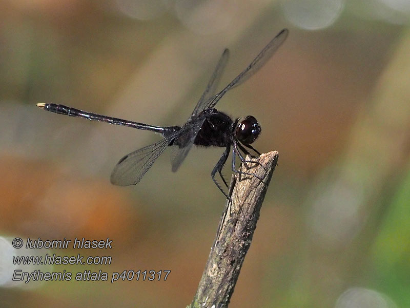 Erythemis attala