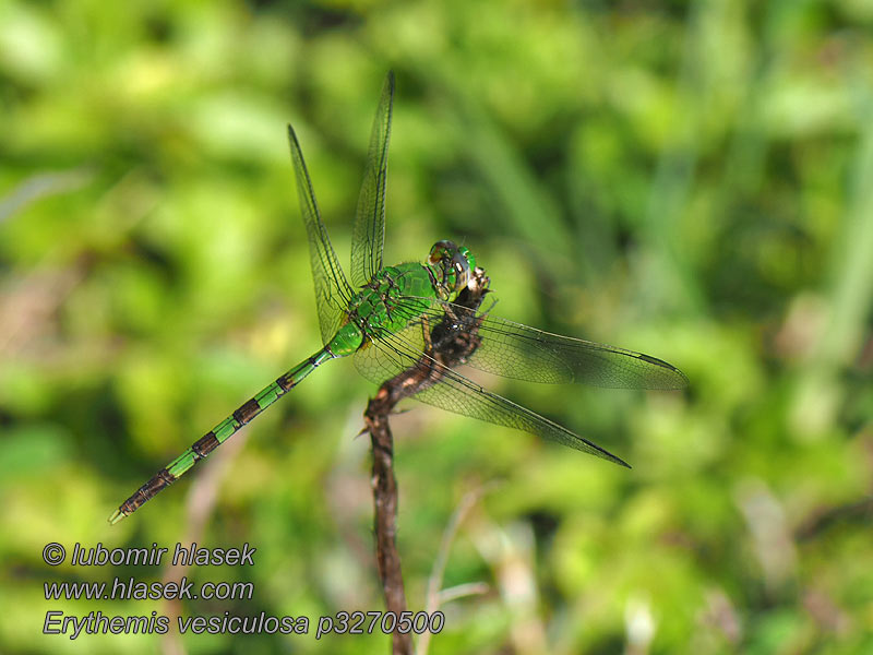 Erythemis vesiculosa Great Pondhawk Gran libélula verde