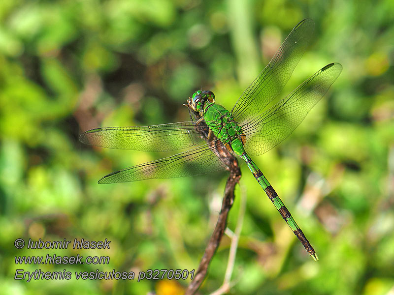 Great Pondhawk Gran libélula verde Erythemis vesiculosa