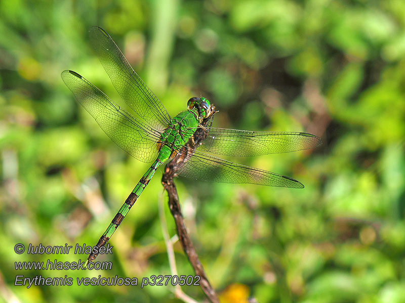 Gran libélula verde Erythemis vesiculosa