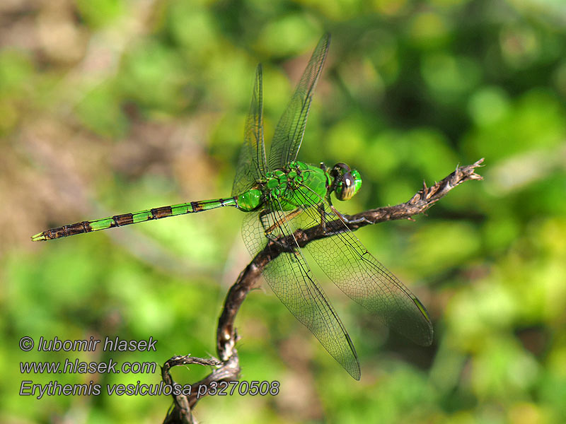 Erythemis vesiculosa