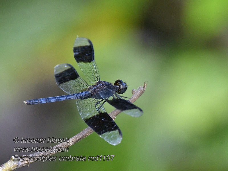 Erythrodiplax umbrata Band-winged dragonlet Rayadora bandas angostas