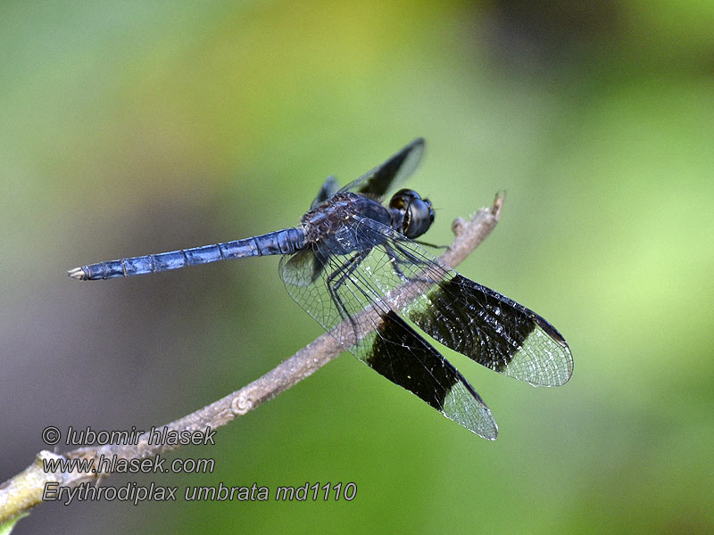 Band-winged dragonlet Rayadora bandas angostas Erythrodiplax umbrata