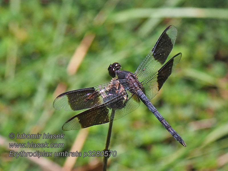 Rayadora bandas angostas Erythrodiplax umbrata