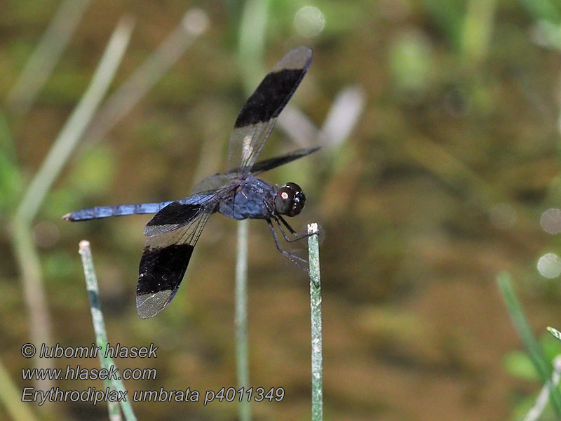 Erythrodiplax umbrata