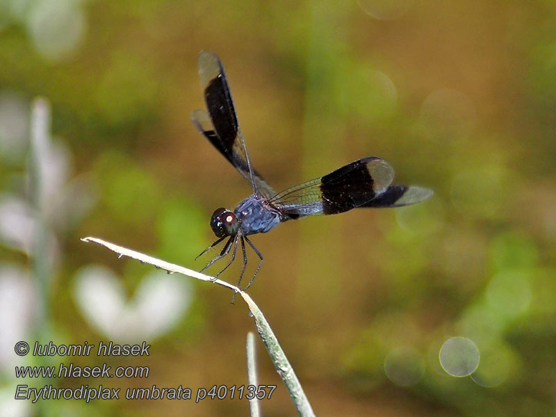 Erythrodiplax umbrata