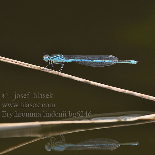 Erythromma lindenii Cercion Goblet Marked damselfly