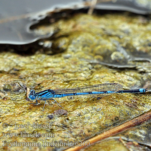 Goblet Marked damselfly Blue eye Kanaaljuffer