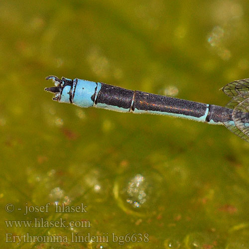 Agrion longs cercoïdes Łątka jeziorna