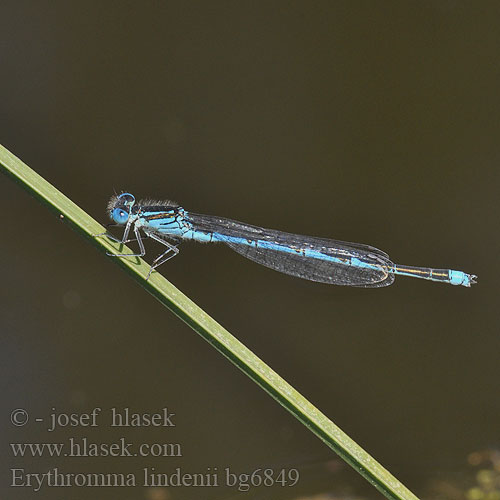 Erythromma lindenii Cercion Goblet Marked Blue eye damselfly