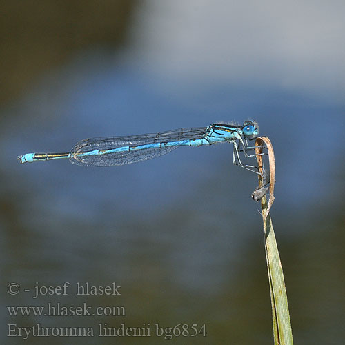 Blue eye damselfly Kanaaljuffer Pokal Azurjungfer